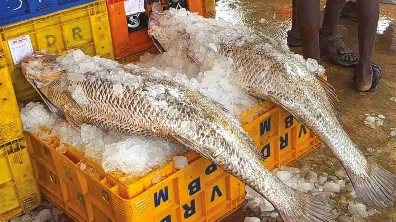 Viral: కేజీ రూ.3,600.. ఇవి ఏం చేపలో తెలుసా..? ఈ రెండు కొనాలంటే అప్పు చేయాల్సిందే