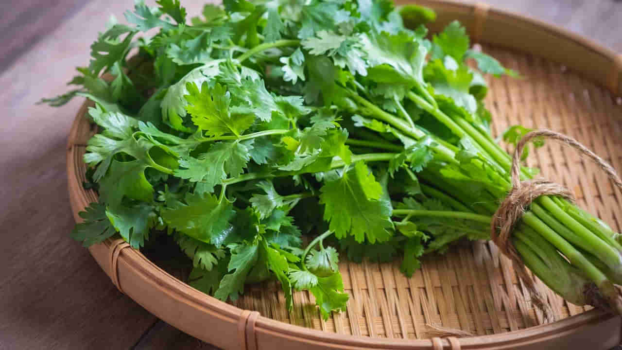 Kitchen Tips: కొత్తిమీరను ఫ్రిజ్‌లో పెట్టినా కూడా చెడిపోతుందా? ఇలా చేస్తే ఎప్పుడు తాజాగా..!