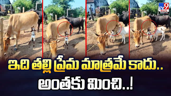 ఇది తల్లి ప్రేమ మాత్రమే కాదు.. అంతకు మించి! ఇది తల్లి ప్రేమ మాత్రమే కాదు.. అంతకు మించి!
