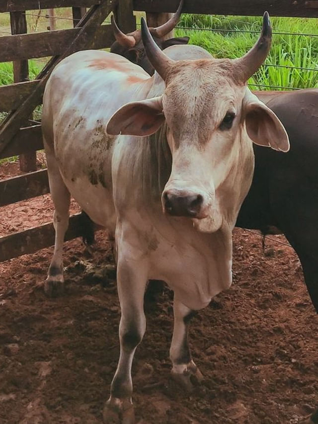 మీ ఇంటి ముందు ఆవుని ఆ స్థితిలో చూస్తే.. అదృష్టం తలుపు తట్టినట్టే..