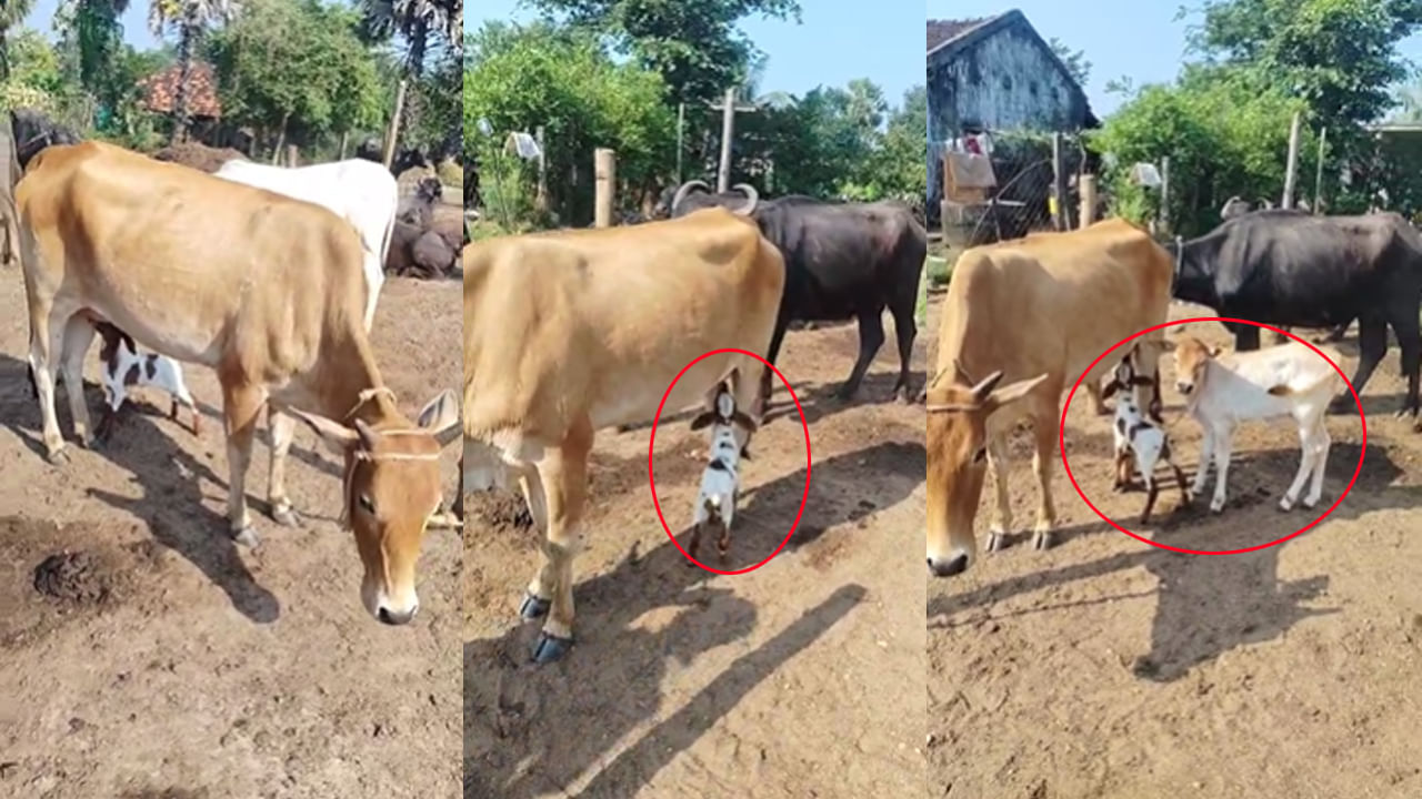 Telangana: తల్లిని కోల్పోయిన గొర్రె పిల్లకు అమ్మగా మారి పాలిస్తున్న గోమాత..