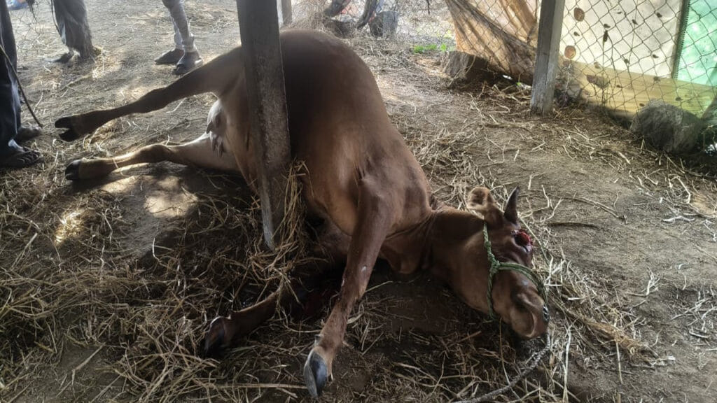 Cow Killed In Jangaon District