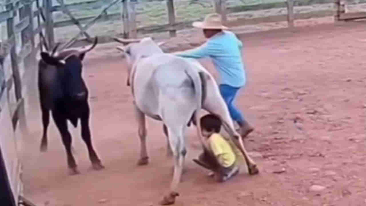 Viral Video: బాలుడిని పొడవడానికి వచ్చిన ఎద్దు..ఆవు ఏం చేసిందో చూడండి... ఇది ఏఐ వీడియోనా? కాదా మీరే చెప్పండి!