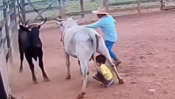 Viral Video: బాలుడిని పొడవడానికి వచ్చిన ఎద్దు..ఆవు ఏం చేసిందో చూడండి... ఇది ఏఐ వీడియోనా? కాదా మీరే చెప్పండి!