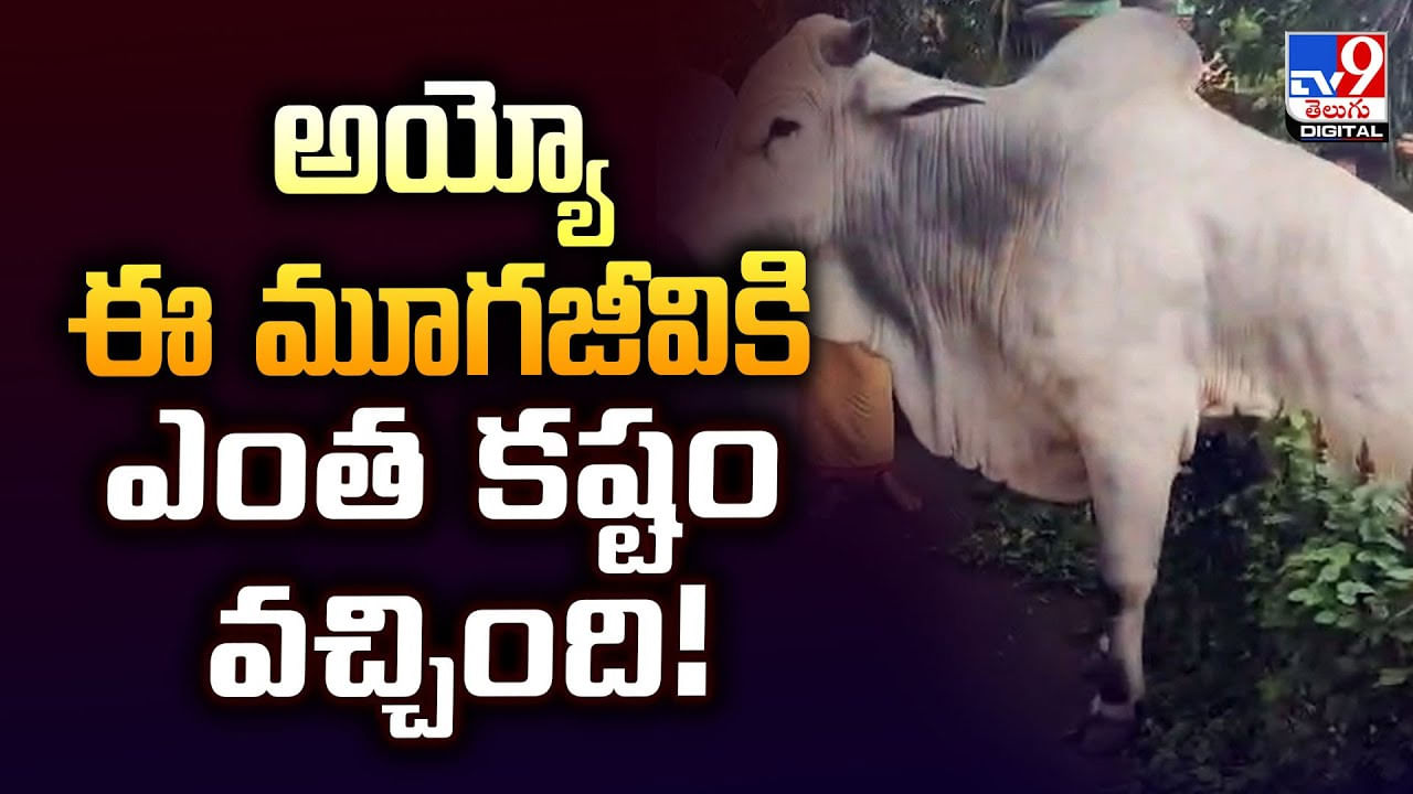 అయ్యో ఈ మూగజీవికి ఎంత కష్టం వచ్చింది అయ్యో ఈ మూగజీవికి ఎంత కష్టం వచ్చింది