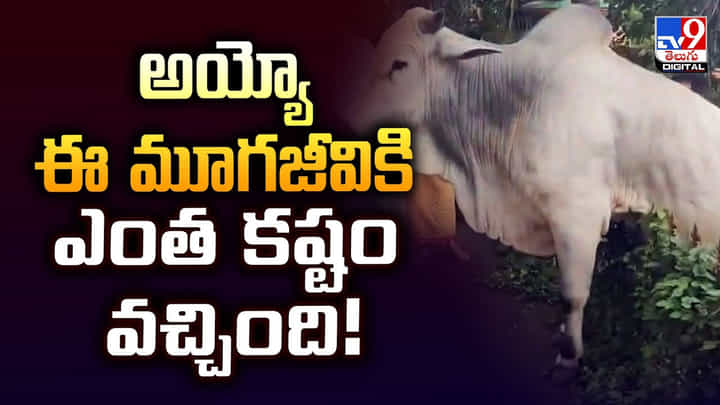 అయ్యో ఈ మూగజీవికి ఎంత కష్టం వచ్చింది అయ్యో ఈ మూగజీవికి ఎంత కష్టం వచ్చింది