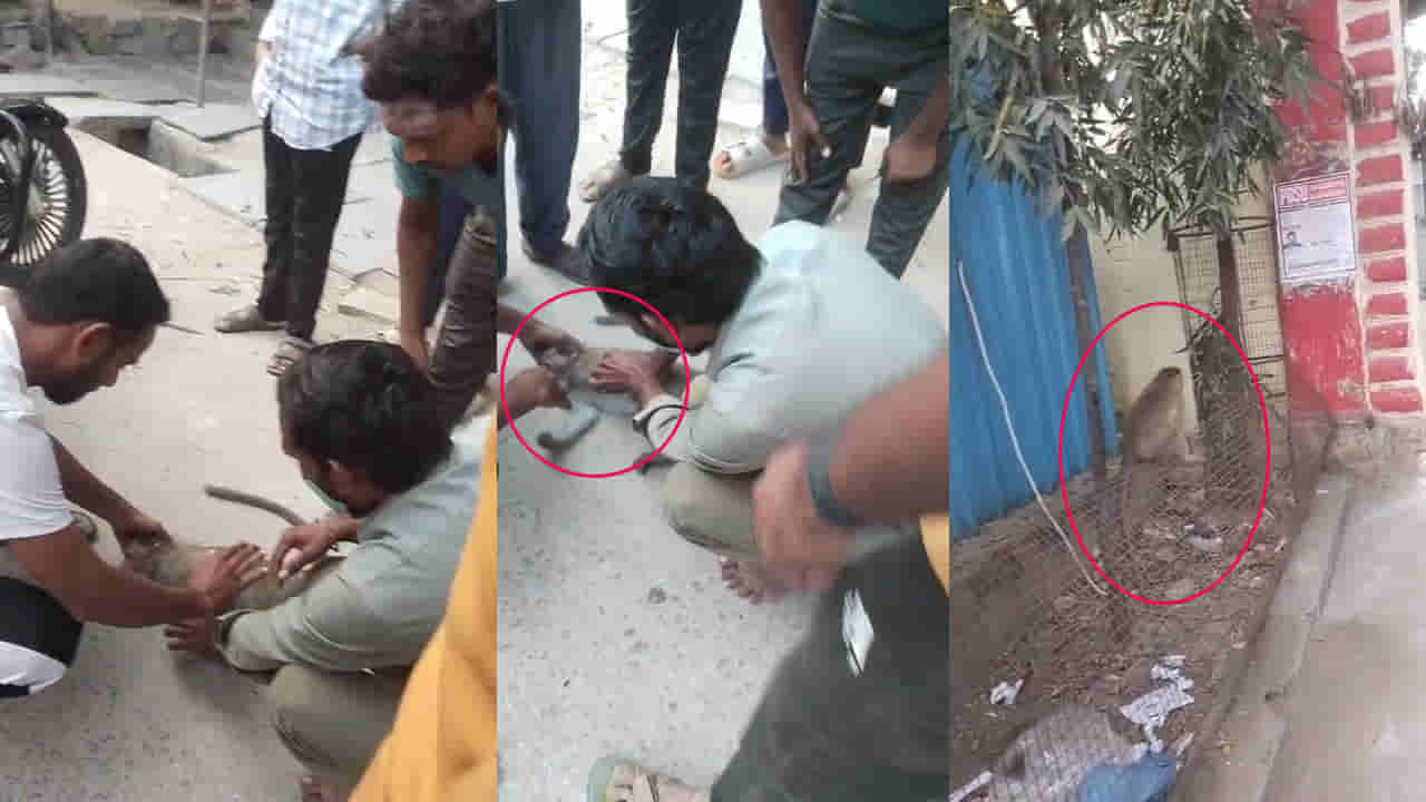 Telangana: వానరానికి కరెంట్ షాక్.. వెంటనే CPR చేసిన స్థానికులు.. కాసేపటికి...