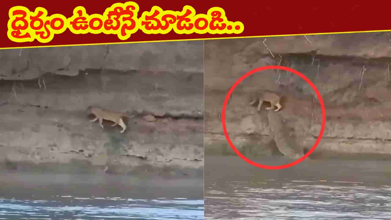 Viral Video: ఆడసింహాన్ని నీటిలోకి లాక్కెళ్లిన మొసలి.. ఆ తర్వాత సీన్ ఇది.. ధైర్యమున్నోల్లే చూడండి