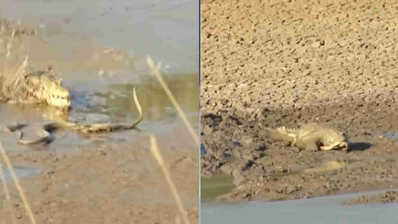 Viral Video: హమ్మయ్య.. బతికిపోయానని అనుకునేలోపే అటాక్... పామును అతి దారుణంగా వేటాడిన మొసలి