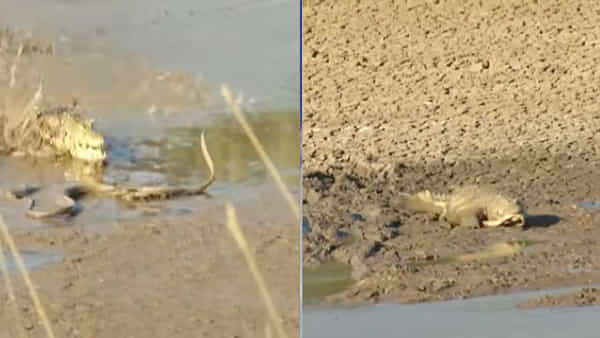 Viral Video: హమ్మయ్య.. బతికిపోయానని అనుకునేలోపే అటాక్... పామును అతి దారుణంగా వేటాడిన మొసలి