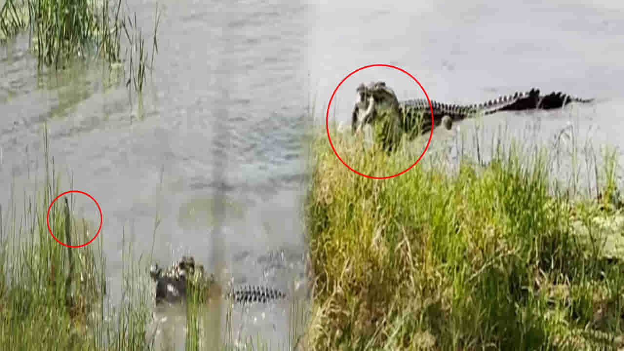 Viral Video: వాయమ్మో.! పైథాన్‌ను కరకర నమిలేసిన మొసలి.. వీడియో చూస్తే వణకాల్సిందే