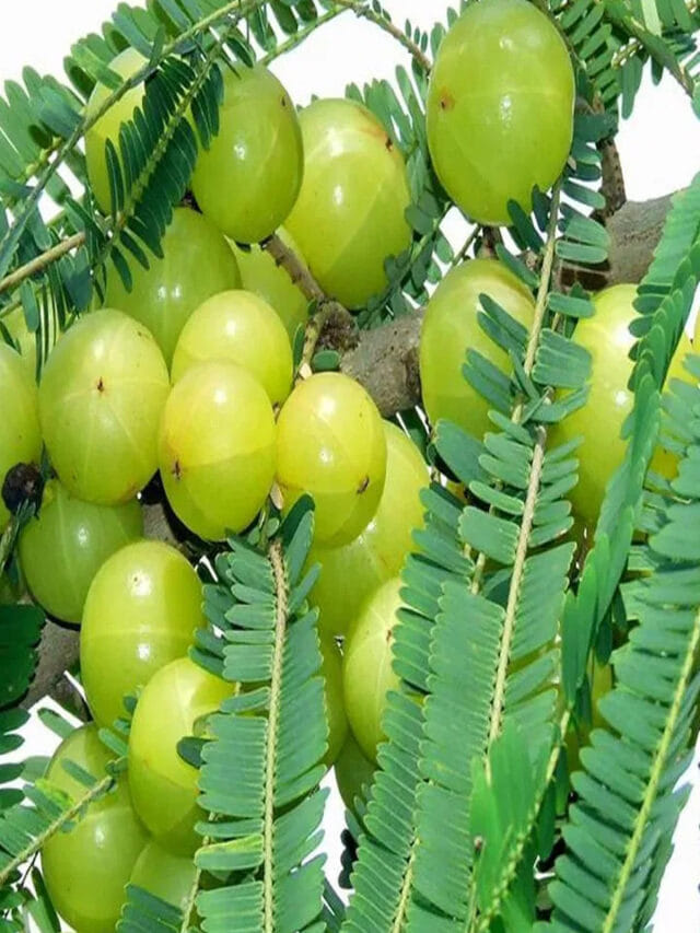 ఉదయాన్నే ఖాళీ కడుపుతో ఉసిరి తింటున్నారా?