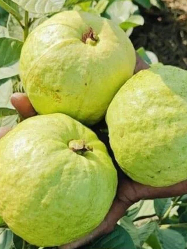 జామ పండు తిన్న వెంటనే తినకూడని ఆహారాలు ఇవే!