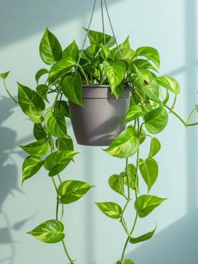 బెడ్ రూమ్‌లో మనీ ఫ్లాంట్ పెంచుకోవడం మంచిదే?