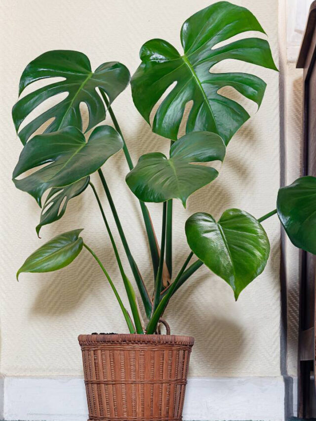 వాస్తు టిప్స్ : ఈ మొక్కను ఇంట్లో పెట్టుకోవడం వలన ఎన్ని లాభాలో!