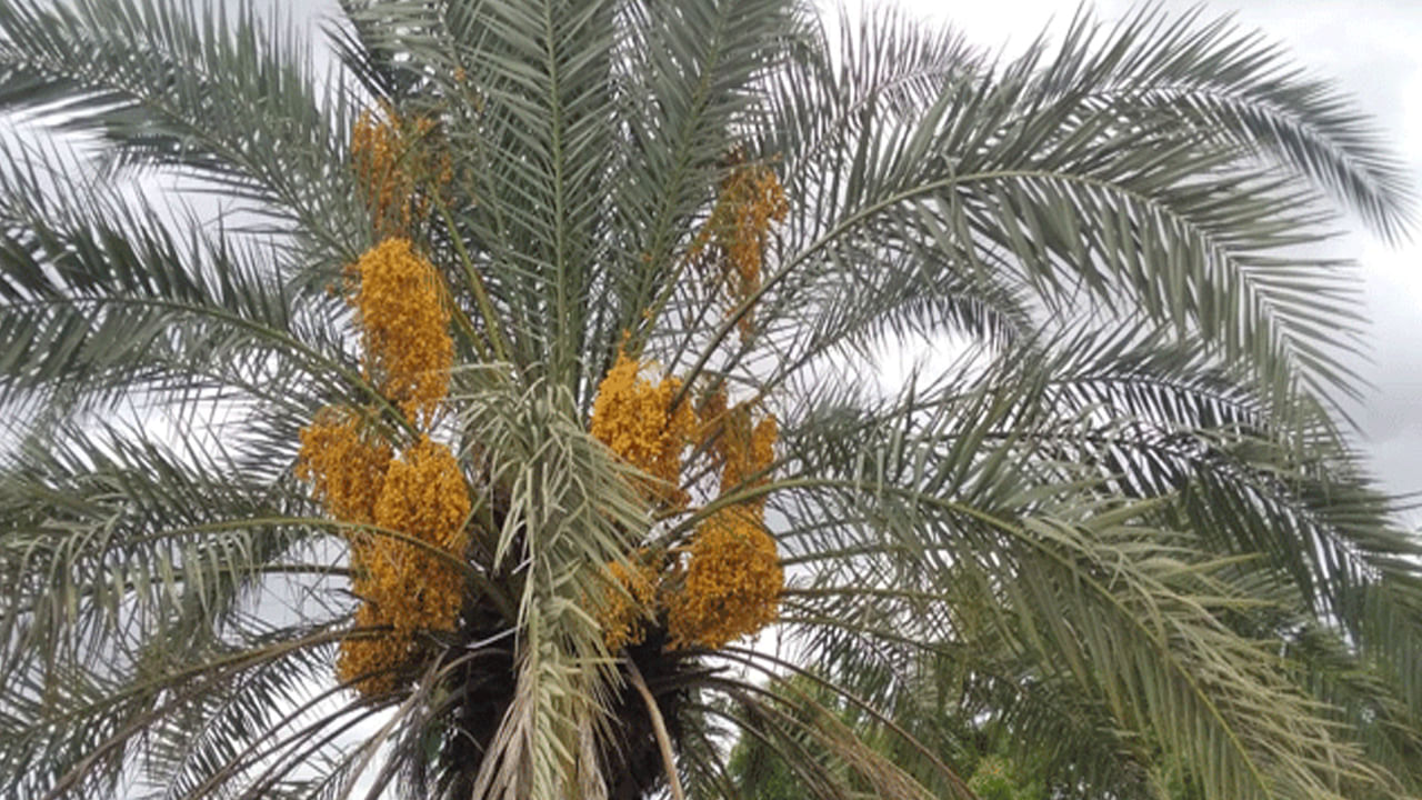 ఖర్జూర చెట్టు: ఖర్జూర చెట్టు ఆకర్షణీయంగా కనిపించినప్పటికీ, దానిని ఇంటి లోపల నాటడం చాలా అశుభకరం అంటున్నారు వాస్తు నిపుణులు. వాస్తు ప్రకారం, ఖర్జూర చెట్టును ఇంటి లోపల నాటడం వల్ల ఆర్థిక ఇబ్బందులు, సంపద నష్టం జరుగుతుంది. దాని ఎత్తు, ఆకారం ఇంటి సానుకూల శక్తిని అడ్డుకుంటుంది. అందువల్ల, దానిని బహిరంగ ప్రదేశాలలో లేదా తోటలలో మాత్రమే నాటడం శుభప్రదంగా పరిగణిస్తారు. 