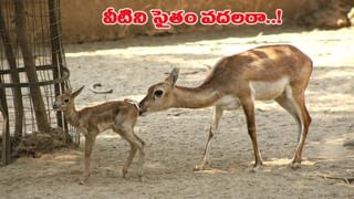 స్టాక్‌ మార్కెట్‌ నష్టాలతో మద్యానికి బానిసైయ్యాడు.. భార్య వదిలేసింది! చివరికి గదిలో పొగపెట్టుకొని..