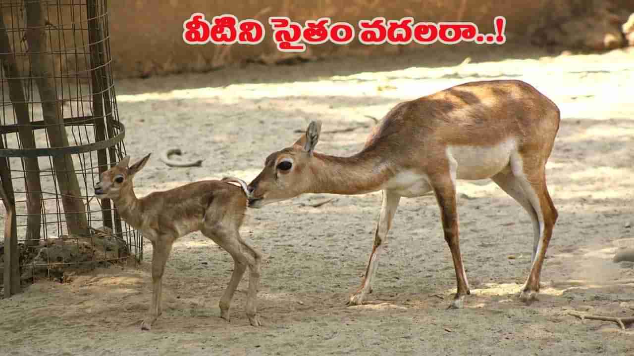 వీళ్లేం మనుషులు రా సామీ.. ఏకంగా జూ పార్క్లోని జింకలకే ఎసరు పెట్టారు..!
