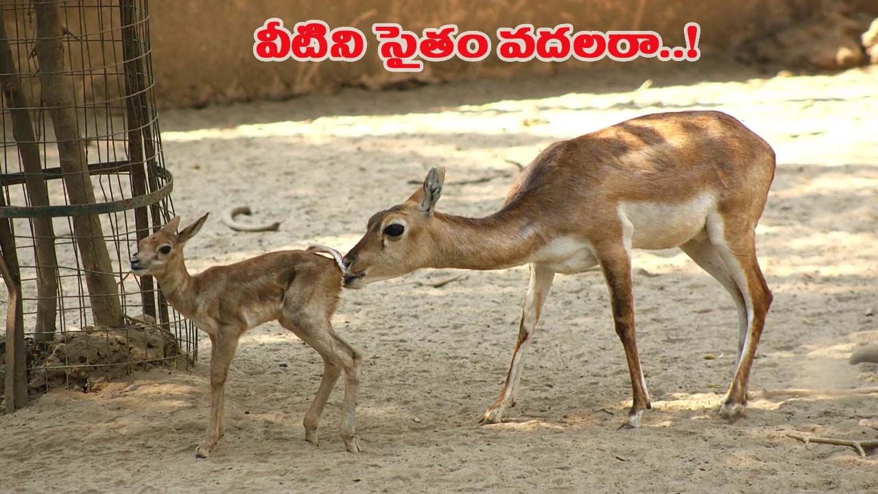 వీళ్లేం మనుషులు రా సామీ.. ఏకంగా జూ పార్క్లోని జింకలకే ఎసరు పెట్టారు..!