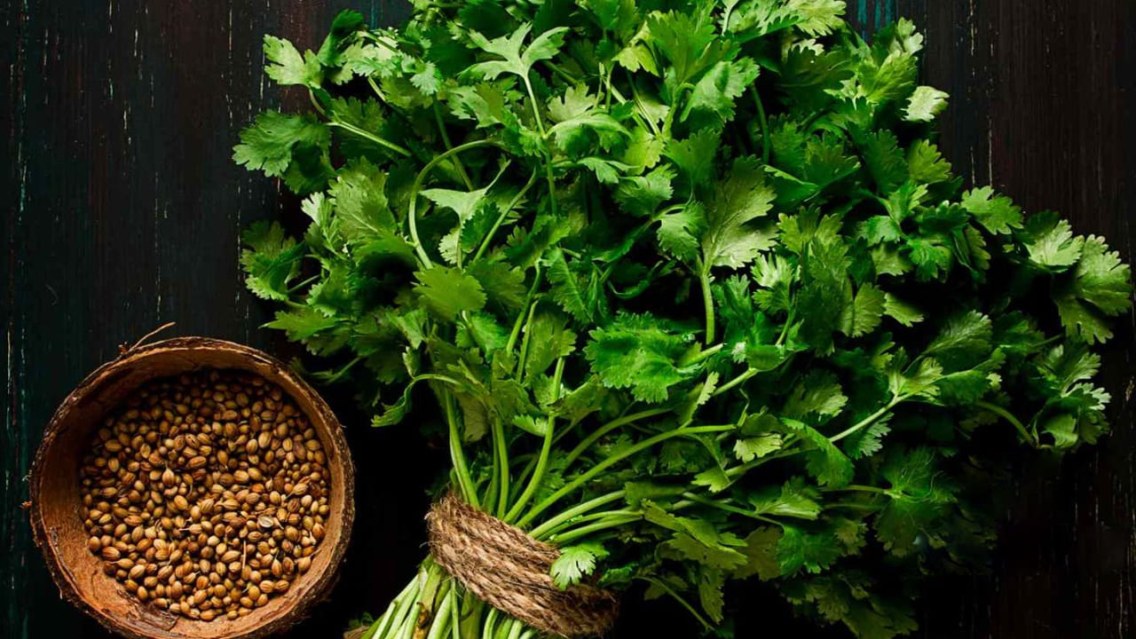 దాదాపు అన్ని ఇళ్లలో కొత్తిమీరను ఉపయోగిస్తారు. కొత్తిమీర ఆరోగ్యానికి చాలా ప్రయోజనకరంగా ఉంటుంది. కొత్తిమీర వంటలకు ప్రత్యేక రుచిని తీసుకువస్తుంది. ఇక కొత్తిమీర నుంచి వచ్చే ధనియాలు గురించి కూడా తెలియని వారుండరు. 