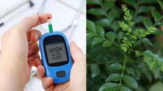 డయాబెటిస్‌కు అదిరిపోయే ఛూమంత్రం.. ఈ ఆకును నమిలి తింటే దెబ్బకు షుగర్ కంట్రోల్..