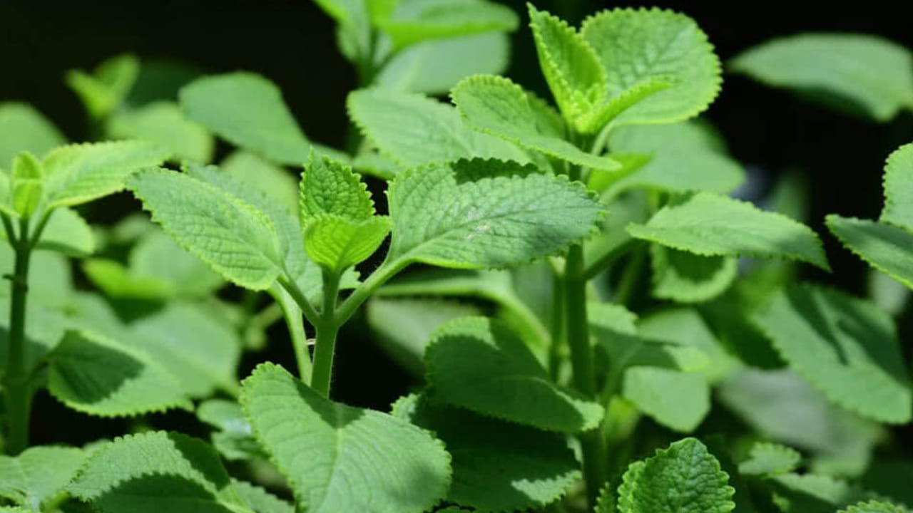 వాము ఆకు దీన్ని కర్పూరవల్లి అని కూడా పిలుస్తారు. ఇదొక సుగంధ మూలిక మొక్క, దీనిని తమిళంలో కర్పూరవల్లి, కన్నడలో దొడ్డ పత్రి, మలయాళంలో చోమరా అని పిలుస్తారు. ఈ మొక్క ఆకులను సాంప్రదాయ వైద్యంలో దగ్గు, గొంతు నొప్పి, జ్వరం, శ్వాసకోశ సమస్యలు వంటి వాటికి ఉపయోగిస్తారు. ఇది ఆరోగ్యానికి చాలా ప్రభావవంతంగా ఉంటుంది. ఇందులో శోథ నిరోధక, యాంటీ బాక్టీరియల్ లక్షణాలు ఉన్నాయి. వాము ఆకు డయాబెటిక్ రోగులకు అనేక సమస్యలను నివారించడంలో సహాయపడుతుంది. 