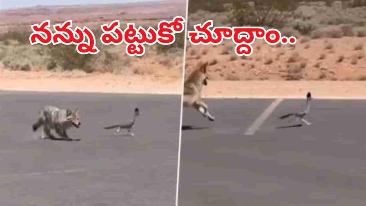 Viral Video: దమ్ముంటే పట్టుకోరా అంటూ కుక్కను సవాల్ చేసిన పక్షి..! పరుగో పరుగు