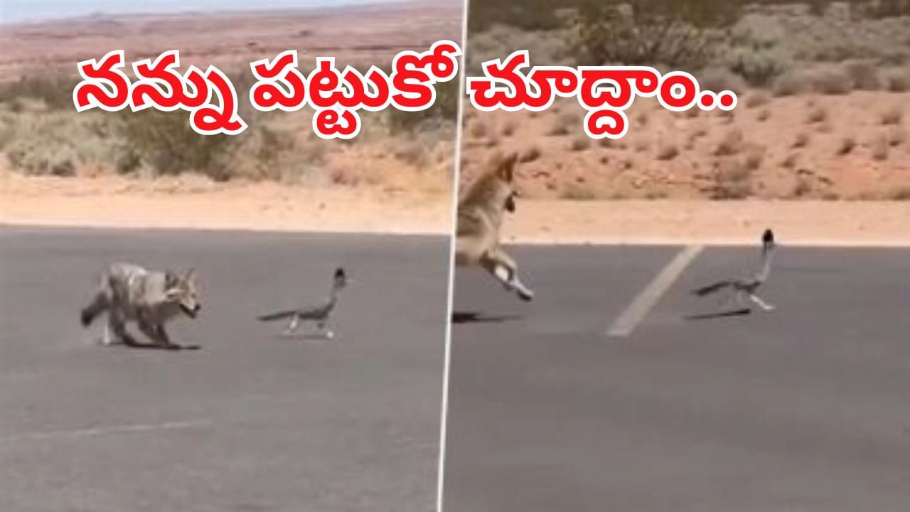 Viral Video: దమ్ముంటే పట్టుకోరా అంటూ కుక్కను సవాల్ చేసిన పక్షి..! పరుగో పరుగు