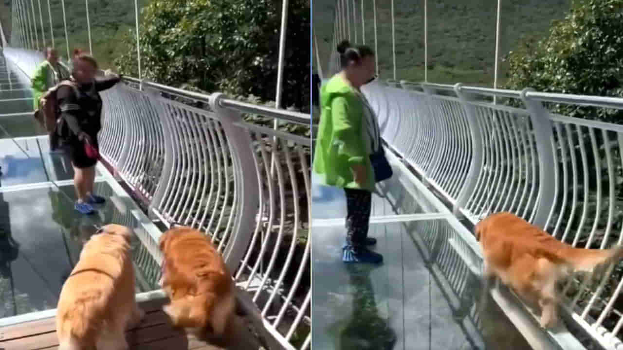 Viral Video: ఈ వీడియో చూస్తే నవ్వీ నవ్వీ కడుపు నొయ్యడం ఖాయం... ఇలాంటి దృశ్యం ఇంతకు ముందెన్నడు చూసి ఉండరు!