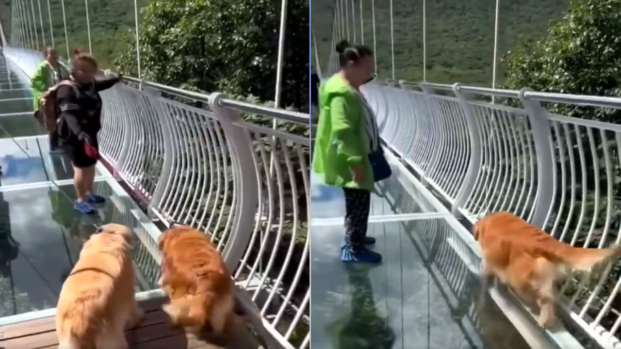 Viral Video: ఈ వీడియో చూస్తే నవ్వీ నవ్వీ కడుపు నొయ్యడం ఖాయం... ఇలాంటి దృశ్యం ఇంతకు ముందెన్నడు చూసి ఉండరు!