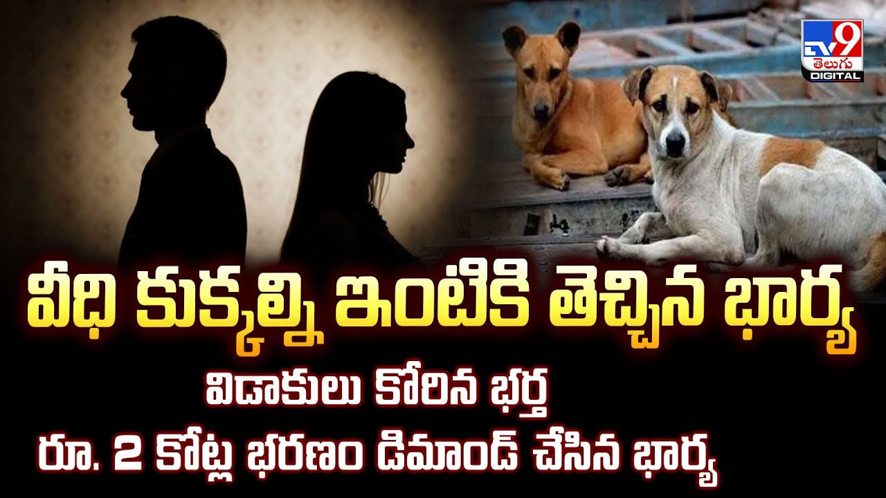 వీధి కుక్కల్ని ఇంటికి తెచ్చిన భార్య .. విడాకులు కోరిన భర్త వీడియో