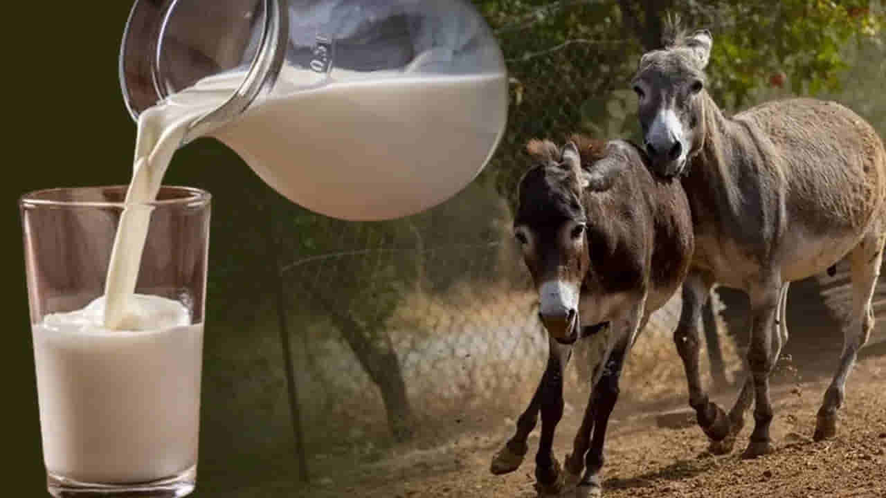 Donkey Milk: గాడిద పాలు లీటరుకు రూ.7000.. ఈ పాలలో అంత ప్రత్యేకత ఏముంది?