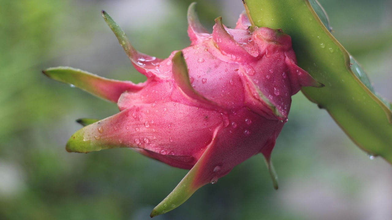 ఈ పండు గింజల్లో ఉండే ఒమేగా-3 ఫ్యాటీ ఆమ్లాలు శరీరంలో మంచి కొలెస్ట్రాల్ (HDL) స్థాయిలను పెంచుతాయి. మెగ్నీషియం గుండెపోటు వచ్చే ప్రమాదాన్ని తగ్గిస్తుంది. అధిక నీరు, పీచు పదార్థం ఉండటం వల్ల జీర్ణ వ్యవస్థ ఆరోగ్యంగా ఉండటమే కాకుండా, శరీర బరువును అదుపులో ఉంచడంలోనూ డ్రాగన్ ఫ్రూట్ దోహదపడుతుంది. ఈ విధంగా, డ్రాగన్ ఫ్రూట్ అనేక ఆరోగ్య ప్రయోజనాలను కలిగి ఉన్న ఒక పోషకమైన పండు.