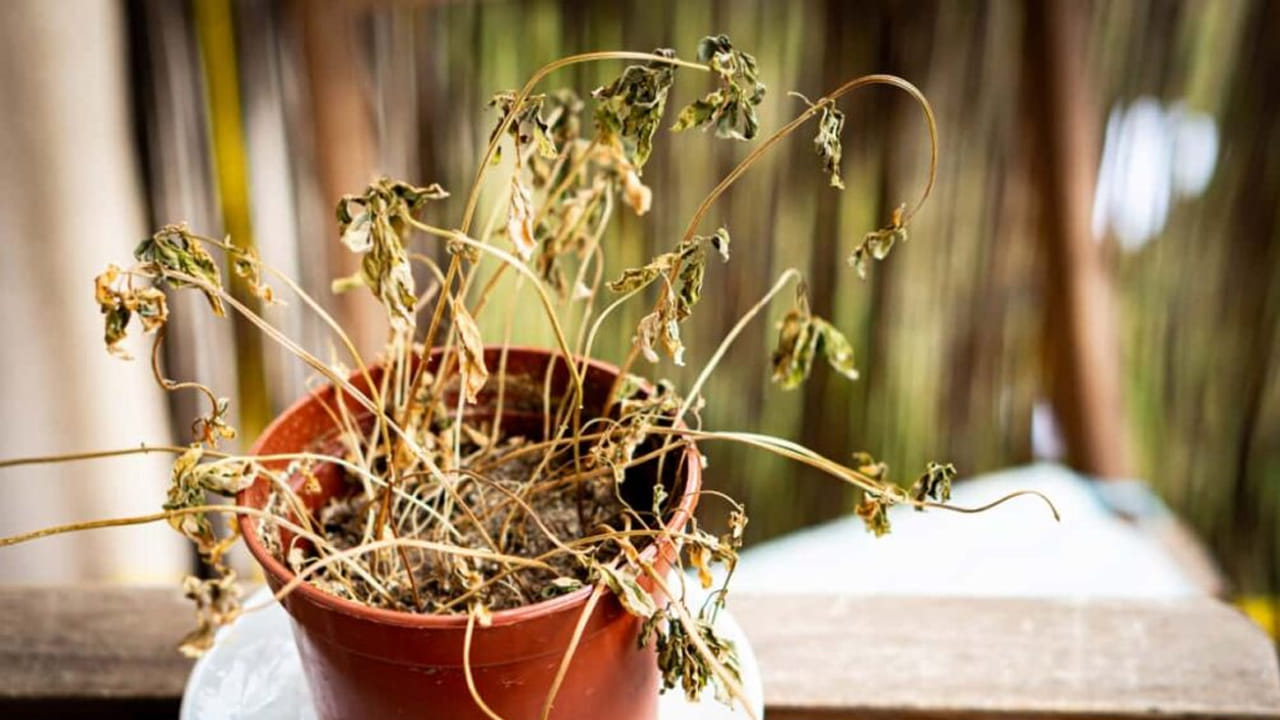 ఎండిన మొక్కలు: ఎండిన మొక్కలను ఇంట్లో ఉంచకూడదు. ఈ మొక్కలను ప్రతికూల శక్తికి చిహ్నంగా భావిస్తారు, ఇది ఇంటి సభ్యులపై ప్రతికూల ప్రభావాన్ని చూపే అవకాశం ఉంది.NOTE: పైన పేర్కొన్న అంశాలు కేవలం అవగాహన కోసం మాత్రమే అందించబడినవి.. వీటిని మేము దృవీకరించట్లేదు.. వీటిపై మీకేవైనా సందేహాలు ఉంటే నిపుణులను సంప్రదించండి.