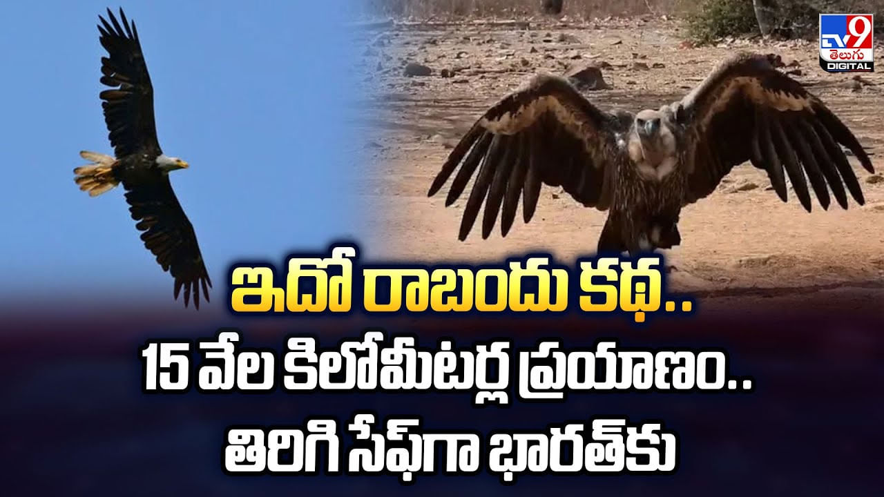 ఇదో రాబందు కథ..15 వేల కిలోమీటర్ల ప్రయాణం.. తిరిగి సేఫ్గా భారత్కు ఇదో రాబందు కథ..15 వేల కిలోమీటర్ల ప్రయాణం.. తిరిగి సేఫ్గా భారత్కు