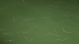 Viral Video: అవి పాములు కాదంట.. శ్రీ రామపాదక్షేత్రంలో కనిపించినవి ఏంటో తెలుసా..?