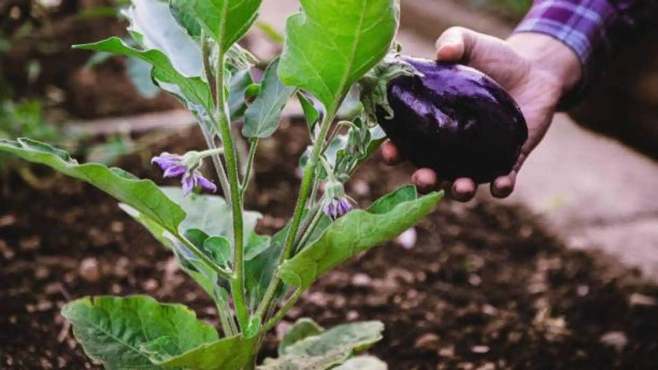 అంతేకాకుంగా మన రోజూ తినే టమోటాలు, వంకాయలు వంటి కూరగాయల ఆకు భాగాలలో కూడా తేలికపాటి విషపదార్థాలు ఉంటాయి. ఈ కూరగాయలు తినడం వల్ల ఎటువంటి ఆరోగ్య ప్రమాదం ఉండదు. కానీ వాటిని పెద్ద మొత్తంలో పచ్చిగా తినడం వల్ల అనారోగ్యానికి కారణం కావచ్చని నిపుణులు చెబుతున్నారు.