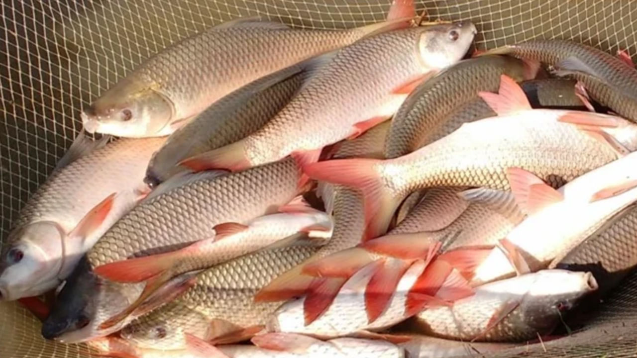 అలాగే చేపలు తిన్నప్పుడు కూడా గుడ్డు తినకూడదంట. చేపలతో కలిపి గుడ్డు తినడం వలన అనారోగ్య సమస్యలు వస్తాయి. ముఖ్యంగా గ్యాస్, కడుపు ఉబ్బరం వంటి జీర్ణ సమస్యలు అధికం అవుతాయని హెచ్చరిస్తున్నారు ఆరోగ్య నిపుణులు.