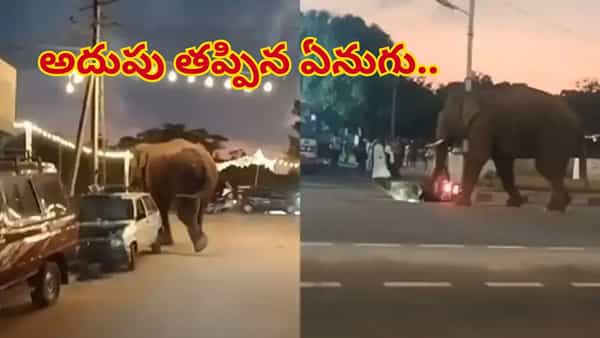 Watch: పులిని పట్టుకునేందుకు వచ్చిన ఏనుగు.. అదుపుతప్పి ఏం చేసిందంటే..
