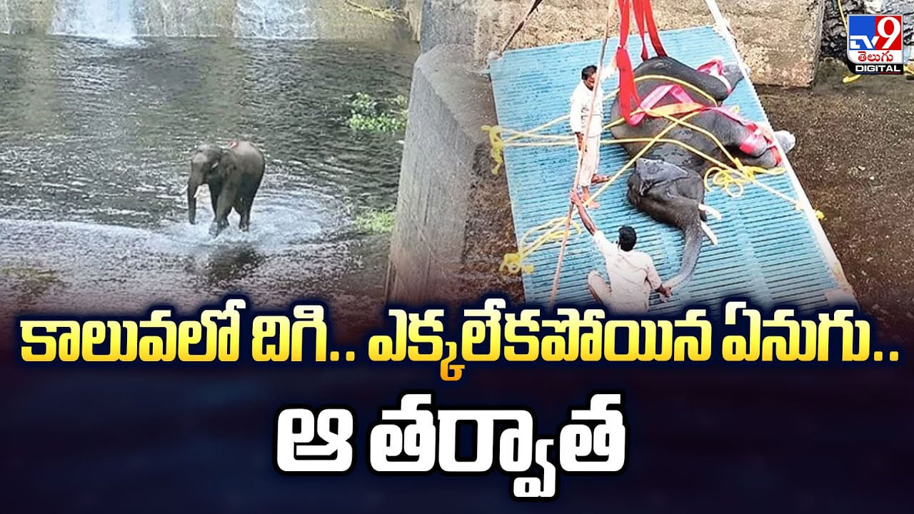 కాలువలో దిగి.. ఎక్కలేకపోయిన ఏనుగు.. ఆ తర్వాత కాలువలో దిగి.. ఎక్కలేకపోయిన ఏనుగు.. ఆ తర్వాత