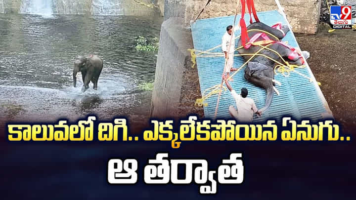 కాలువలో దిగి.. ఎక్కలేకపోయిన ఏనుగు.. ఆ తర్వాత కాలువలో దిగి.. ఎక్కలేకపోయిన ఏనుగు.. ఆ తర్వాత