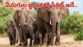 Viral Video: పట్టాలు లేవు.. ట్రాక్ లేదు.. ఎంచక్కా రోడ్డుపై పరుగులు పెట్టిన ‘‘వందే భారత్ రైలు’’..?