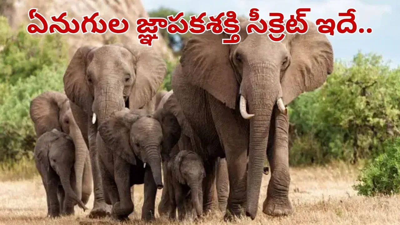 Elephants: మనుషుల నుంచి ఫ్రెండ్స్ వరకు.. ఏనుగులు ఎన్నేళ్లైనా ఎలా గుర్తుంచుకుంటాయో తెలుసా..?