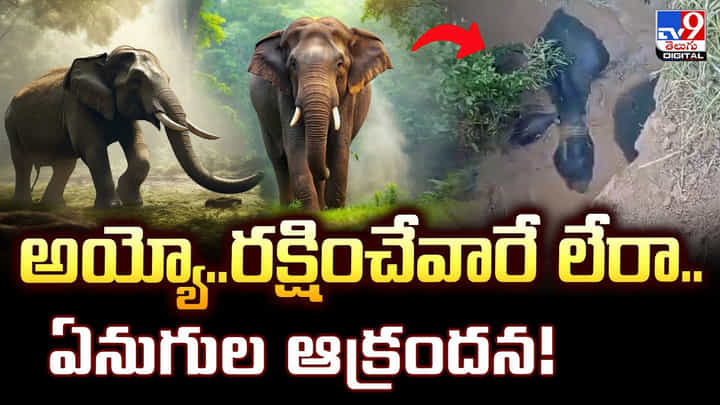 అయ్యో..రక్షించేవారే లేరా.. ఏనుగుల ఆక్రందన అయ్యో..రక్షించేవారే లేరా.. ఏనుగుల ఆక్రందన