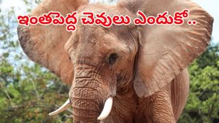 Viral: హెల్మెట్ పెట్టుకోలేదని స్కూటీకి చలానా పడింది.. ఫైన్ చూశారంటే మ్యాడైపోతారు