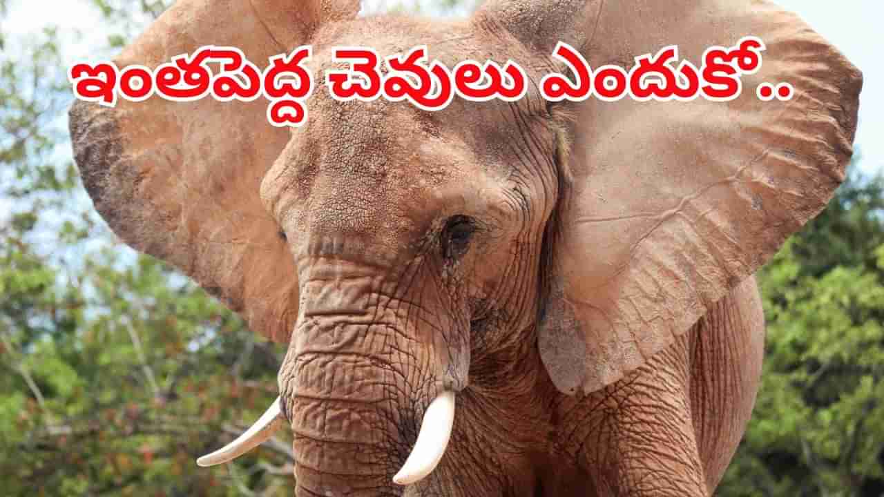 Elephants Ears: ఏనుగు చెవులు ఎందుకు అంత పెద్దవిగా ఉంటాయి..? కారణం తెలిస్తే అవాక్కే..