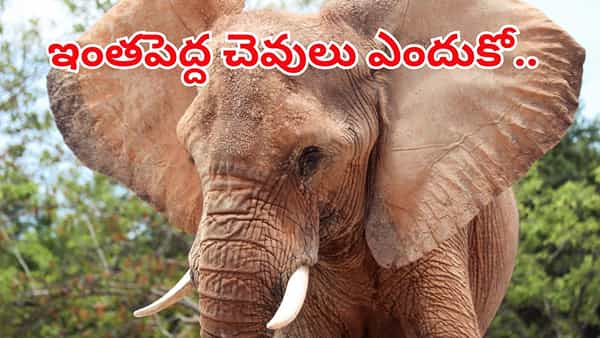 Elephants Ears: ఏనుగు చెవులు ఎందుకు అంత పెద్దవిగా ఉంటాయి..? కారణం తెలిస్తే అవాక్కే..