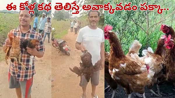 Telangana: ఓర్నీ అసలు కథ ఇదా.. రోడ్డు పక్కన వందలాది నాటుకోళ్ల స్టోరీ తెలిస్తే అవాక్కవడం పక్కా..
