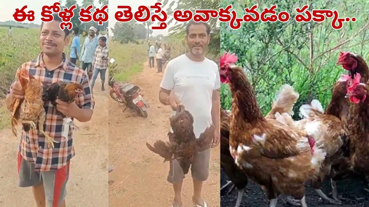 Telangana: ఓర్నీ అసలు కథ ఇదా.. రోడ్డు పక్కన వందలాది నాటుకోళ్ల స్టోరీ తెలిస్తే అవాక్కవడం పక్కా..