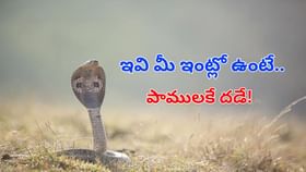 ఇది కానీ మీ ఇంట్లో ఉంటే.. పాములు సుస్సు పోసుకుంటూ పరారవుతాయ్..